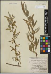 Foto von Salix alba L. x Salix fragilis L.